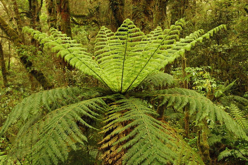 Silverfern