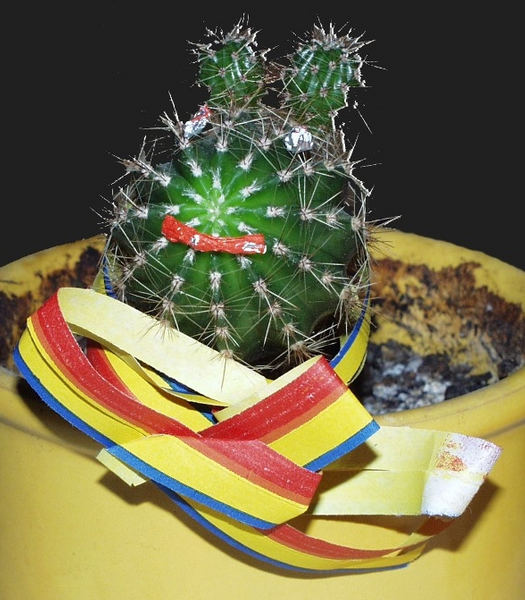 Silverster Kaktus von Manfred Geisler