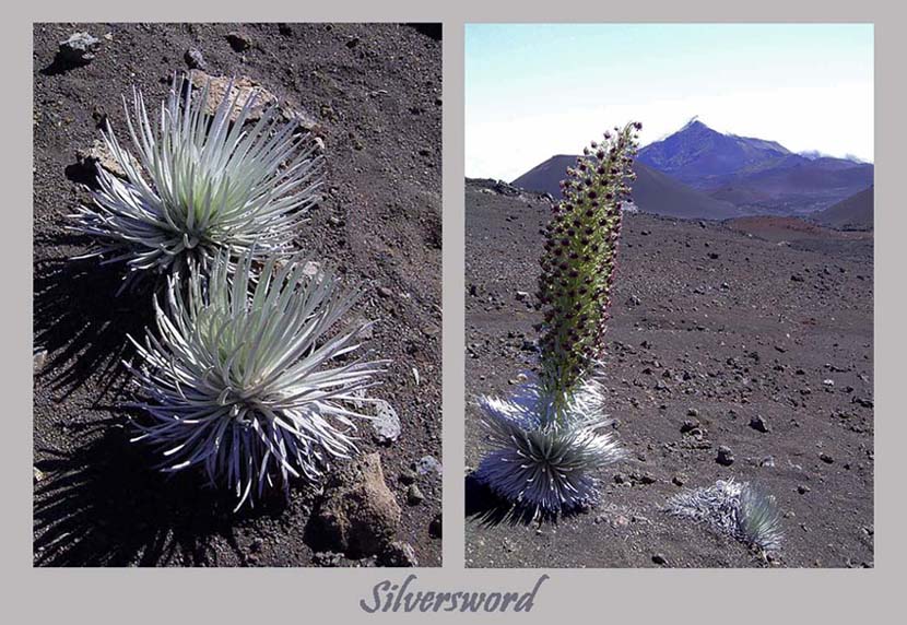 Silversword