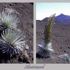 Silversword