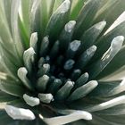 Silversword Drops