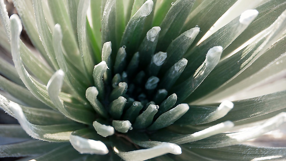 Silversword Drops