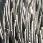 Silversword Leaves