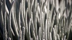 Silversword Leaves