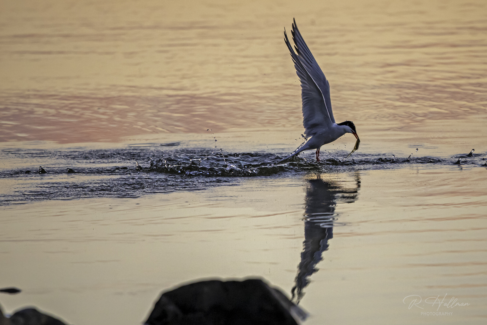 Silvertärna / Arctic Tern