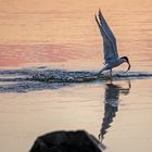 Silvertärna / Arctic Tern