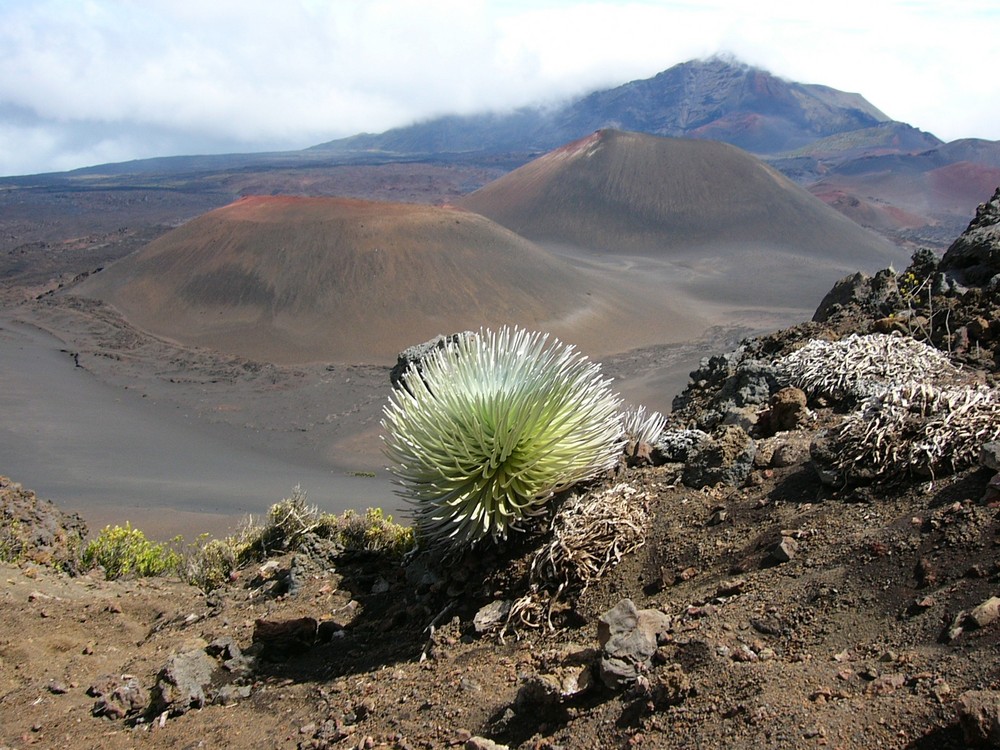 Silverwood in Maui