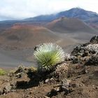 Silverwood in Maui