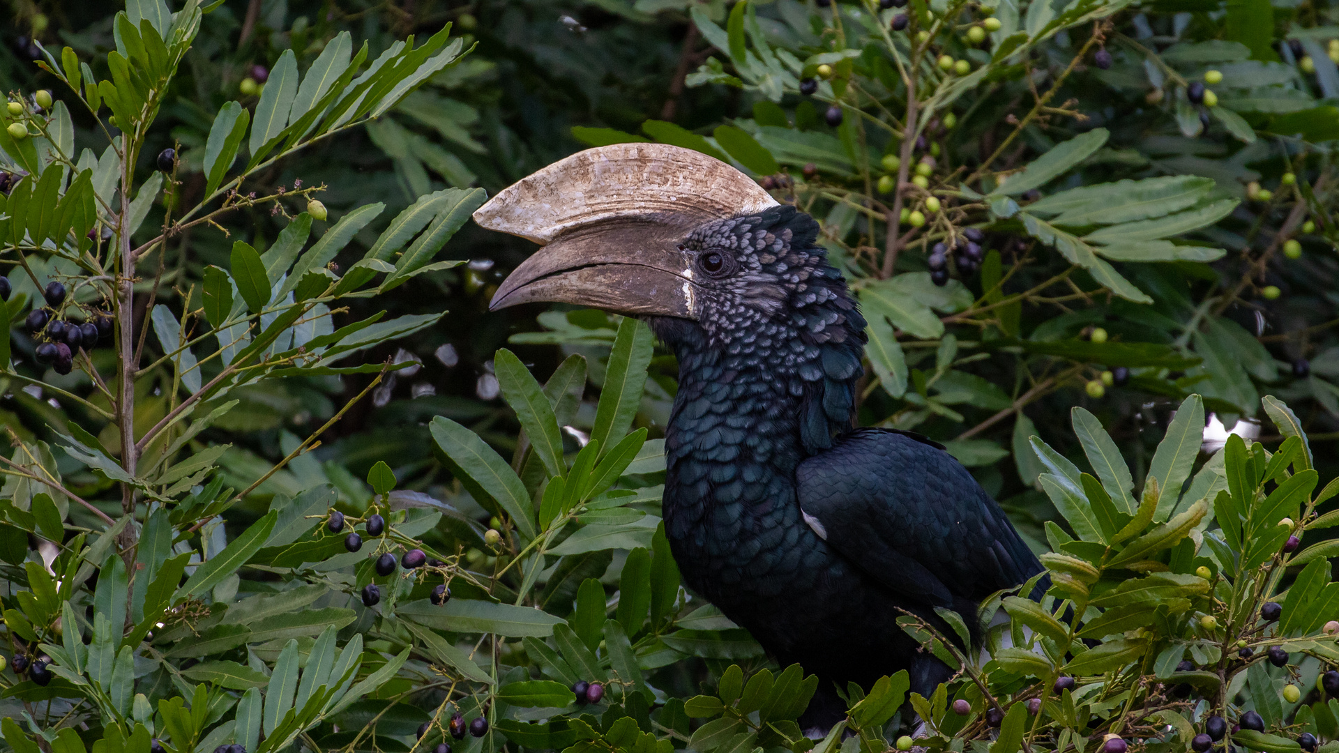 Silvery-cheeked-Hornbill