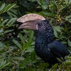 Silvery-cheeked-Hornbill