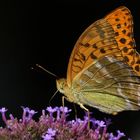 Silvery washed Fritillary