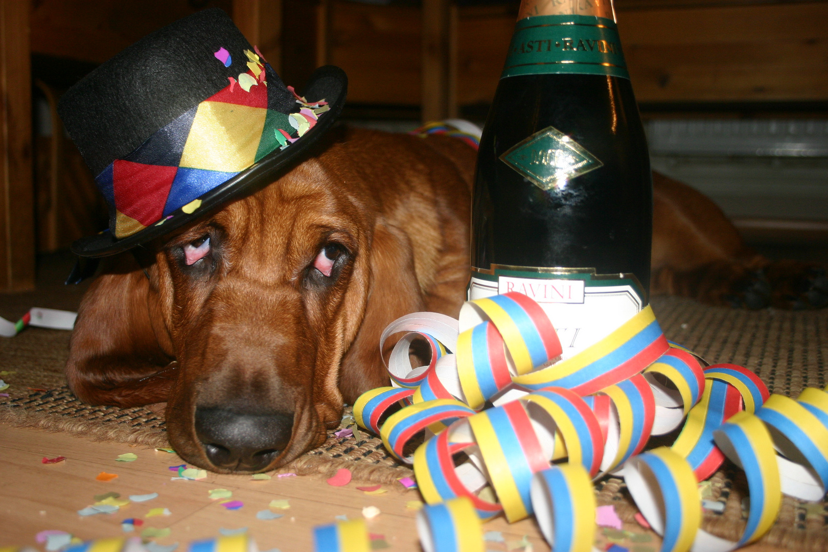 Silvester Basset Hound