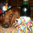 Silvester Basset Hound