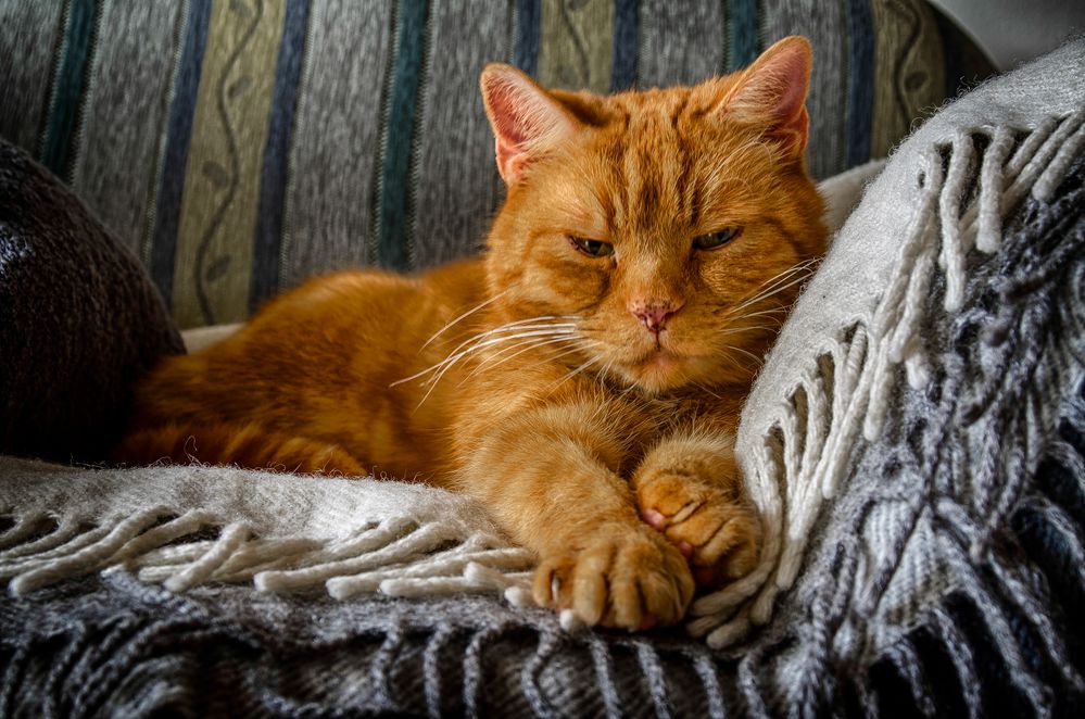 Silvester Kater Foto &amp; Bild | tiere, haustiere, katzen Bilder auf