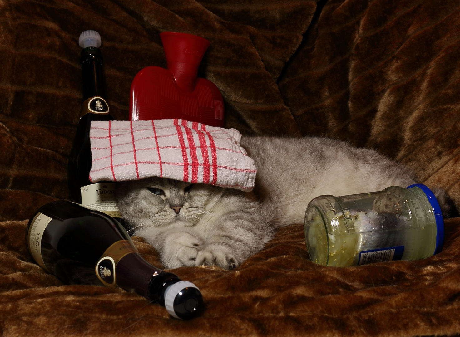 Silvester-Kater Foto &amp; Bild | quatsch, fun und rätselecke, schwarzer