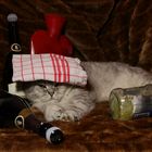 Silvester-Kater