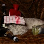 Silvester-Kater