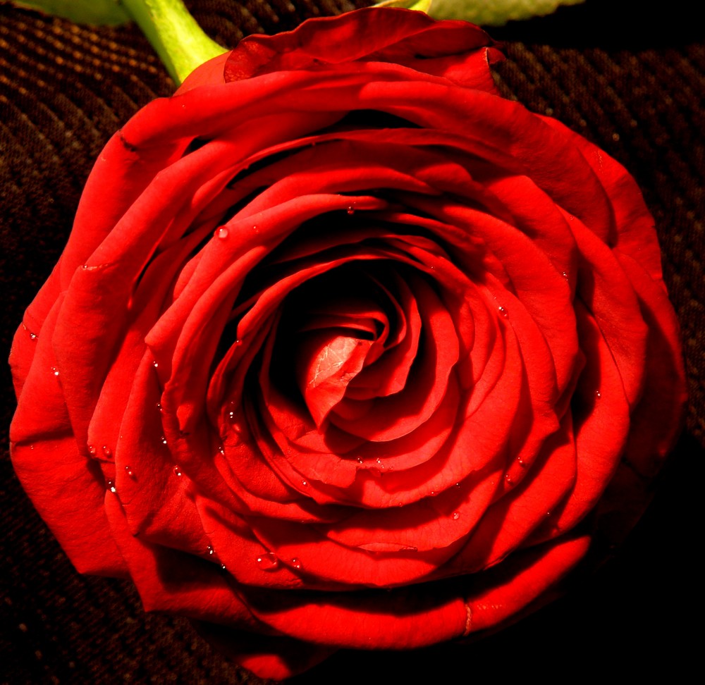 Silvester Rose 2009.