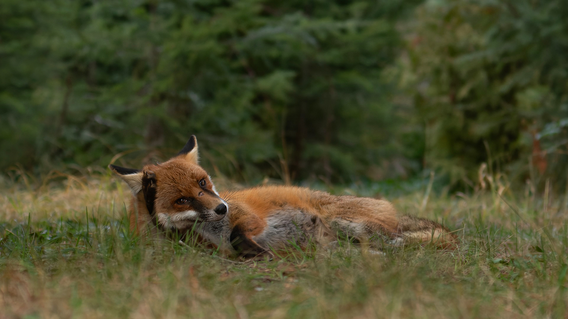 Silvester und der Fuchs