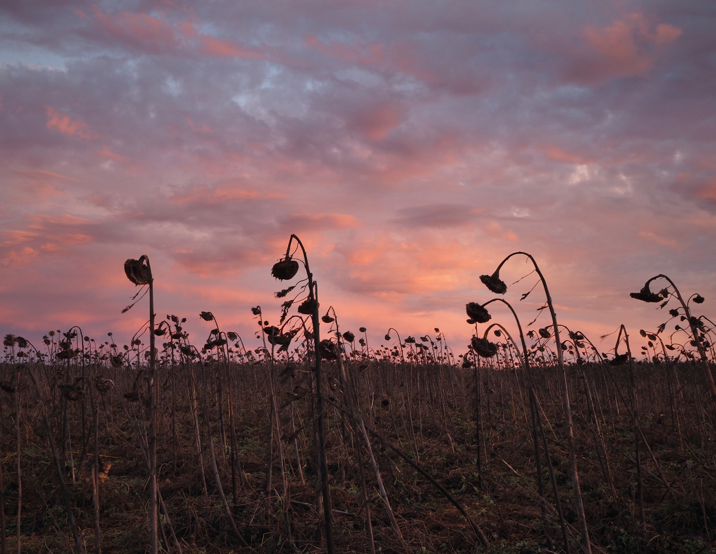 Silvesterhimmel mit Sonnenblumen