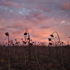 Silvesterhimmel mit Sonnenblumen