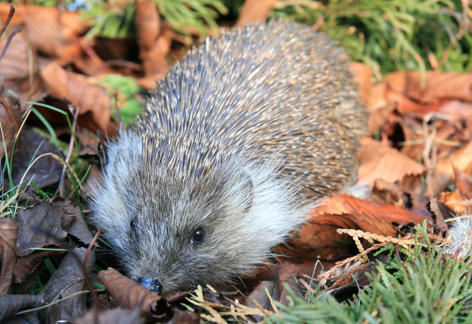 Silvesterigel:-)