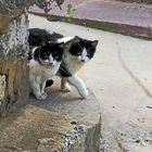 Silvesterkatzen / Gatti di San Silvestre (1)