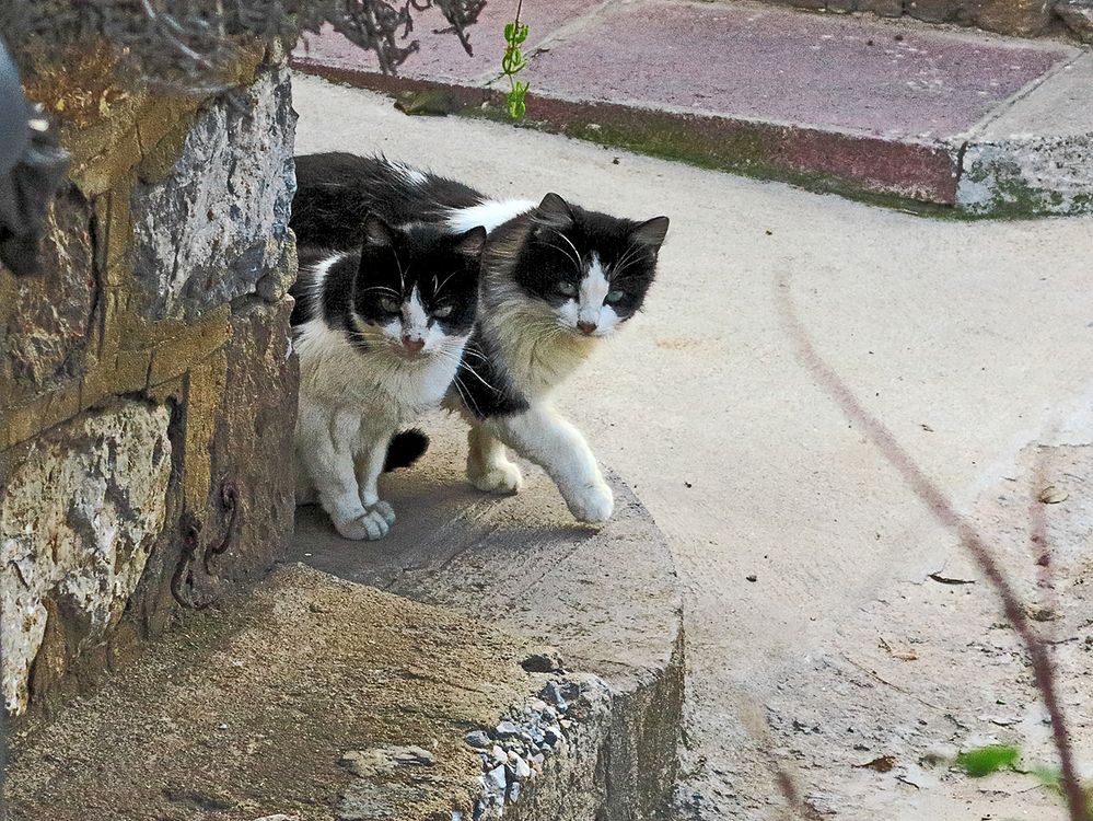 Silvesterkatzen / Gatti di San Silvestre (1)