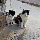 Silvesterkatzen / Gatti di San Silvestre (2)