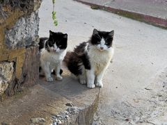 Silvesterkatzen / Gatti di San Silvestre (2)