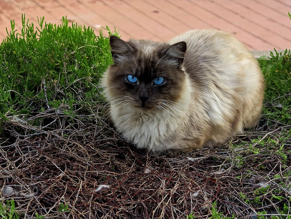 Silvesterkatzen / Gatti di San Silvestre (3)