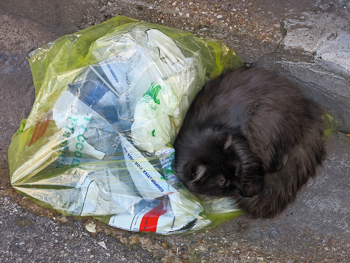 Silvesterkatzen / Gatti di San Silvestre (5)