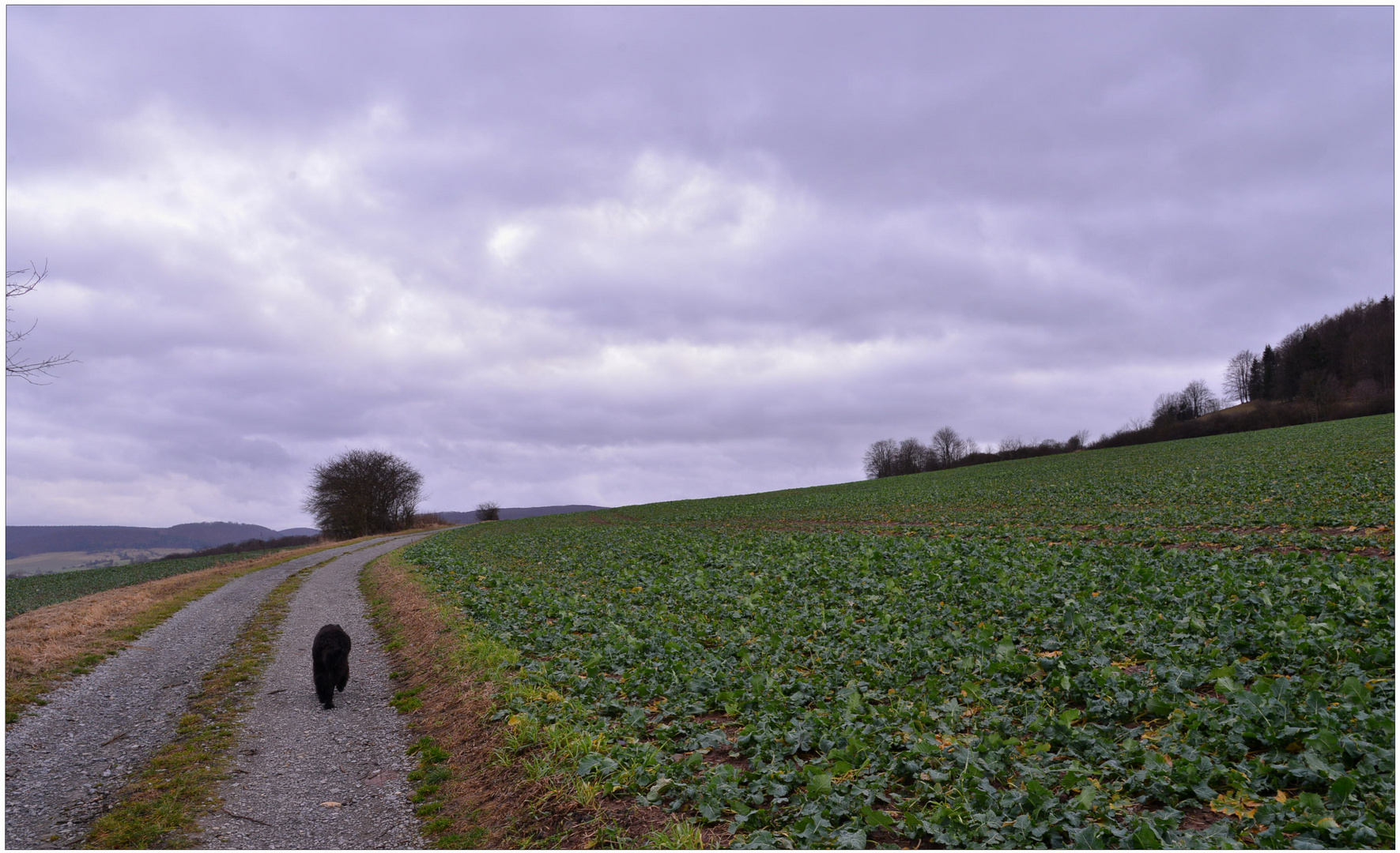 Silvesterspaziergang mit Wicky-Emily (paseo con Wicky-Emily)