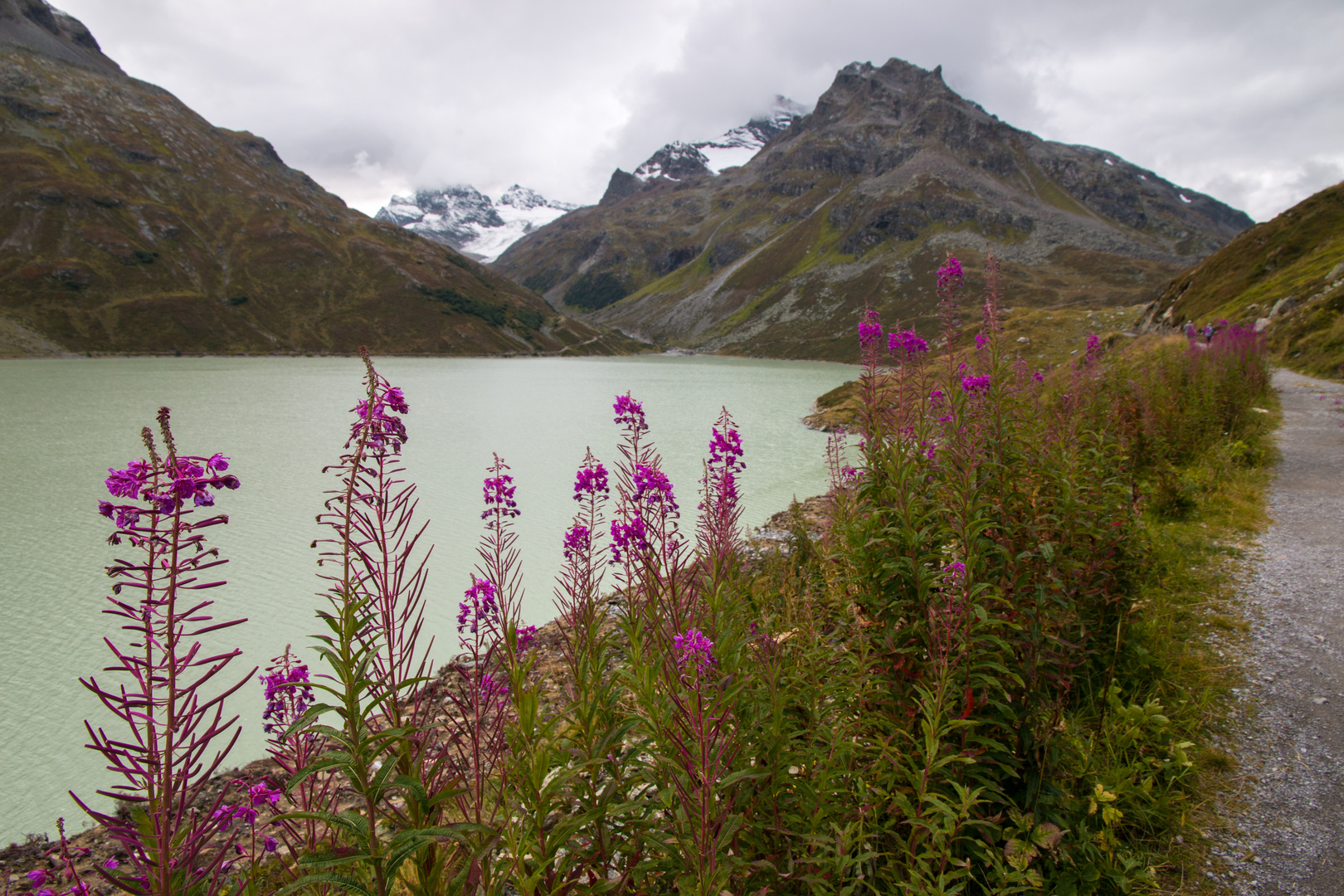 Silvretta-Blüten