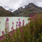 Silvretta-Blüten