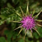 silybum marianum