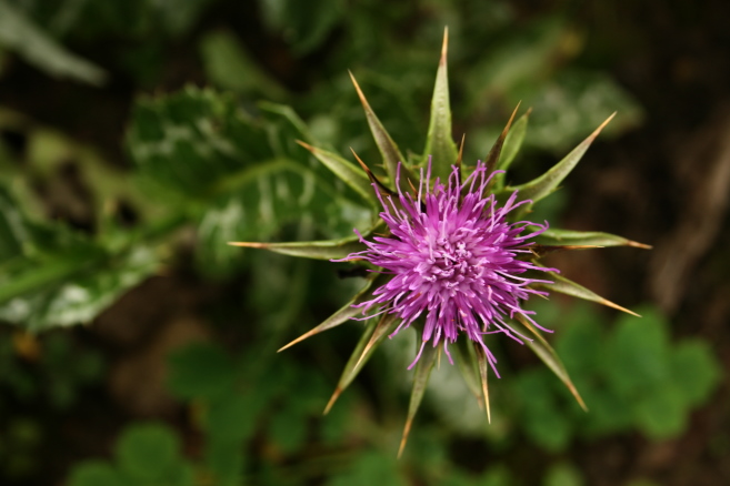 silybum marianum