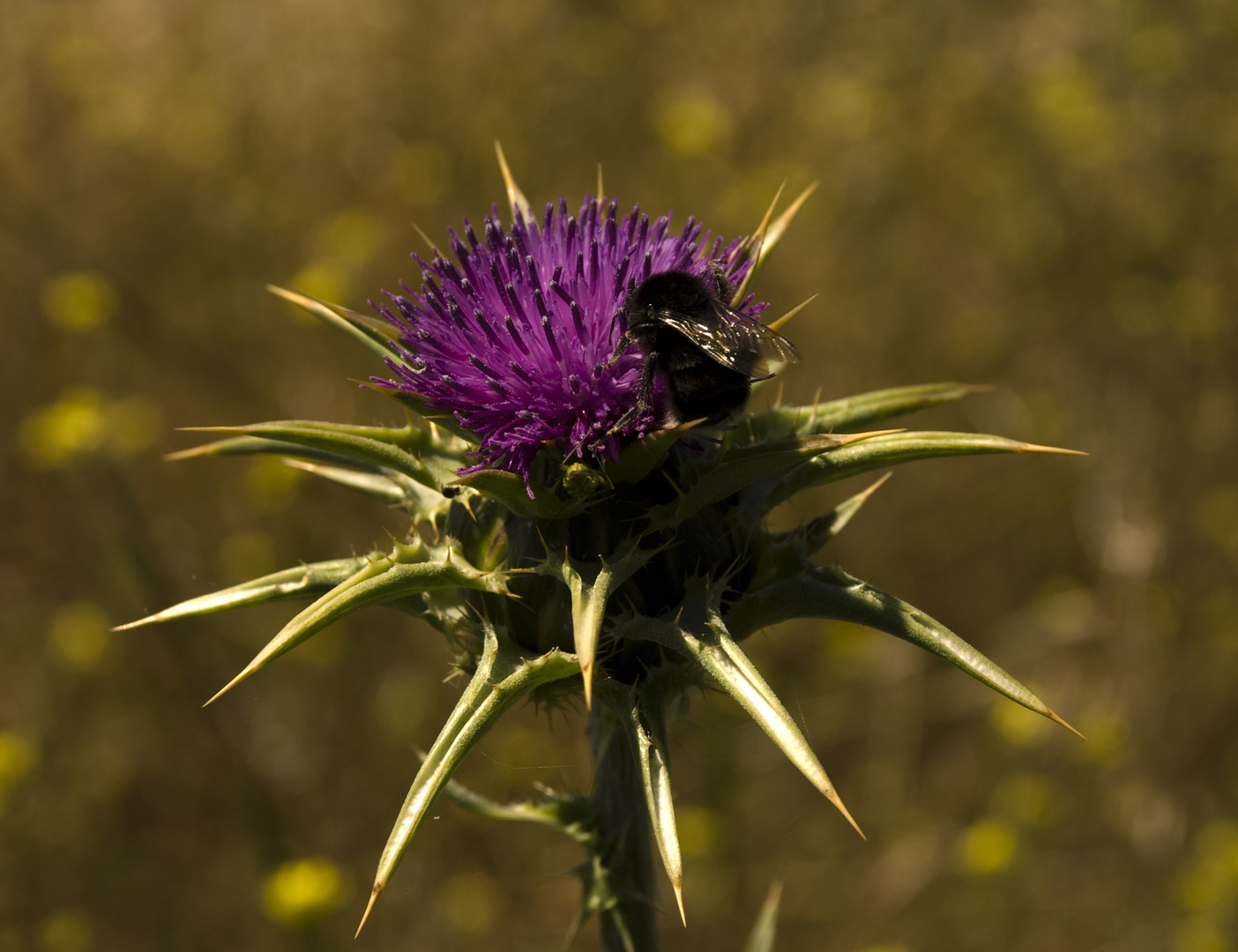 Silybum marianum - Mariendistel