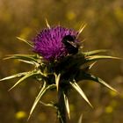 Silybum marianum - Mariendistel