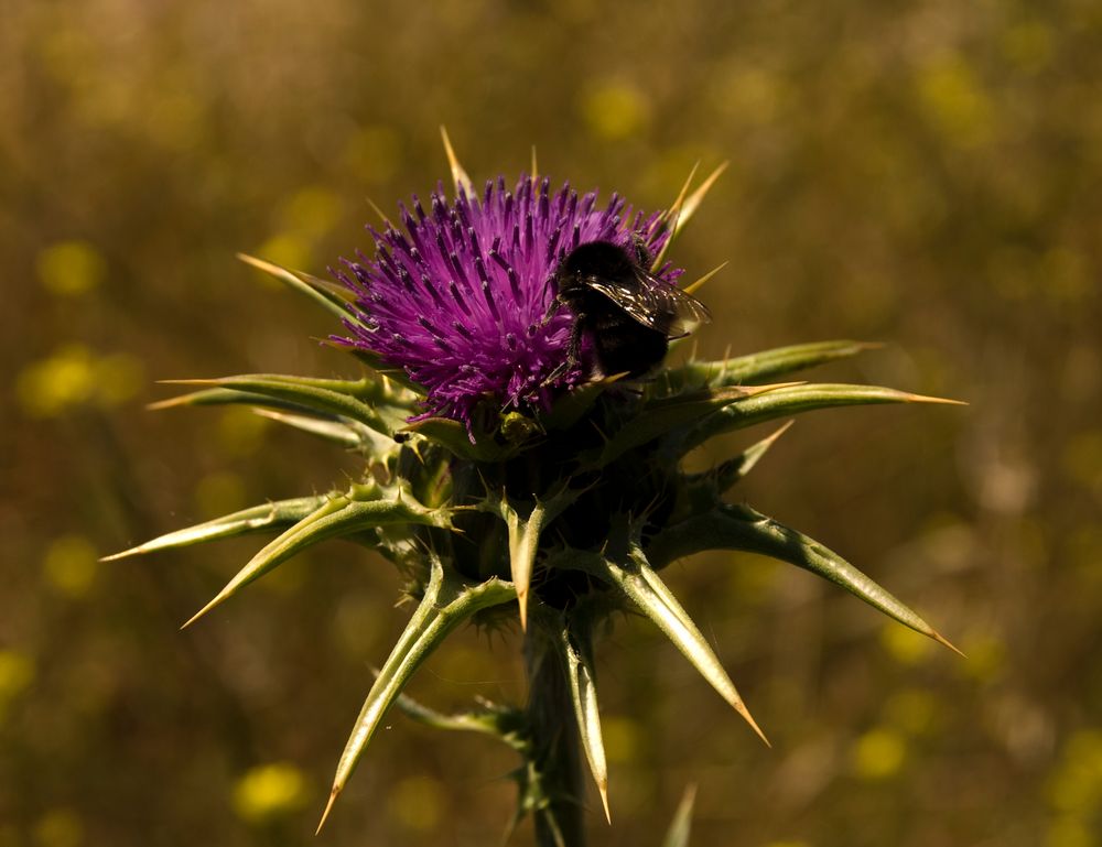 Silybum marianum - Mariendistel