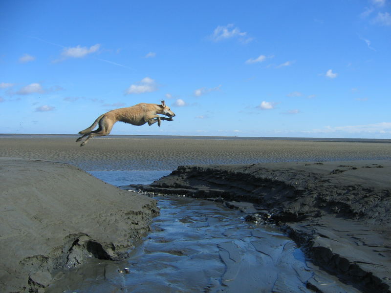 Sima kann fliegen!!!