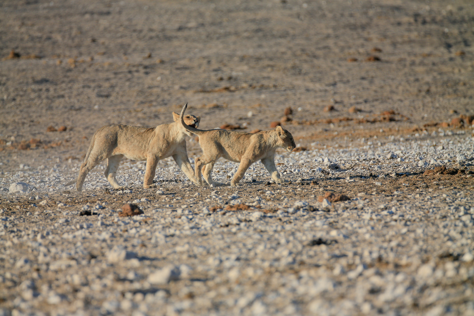 Simba 1 Foto & Bild africa, southern africa, namibia Bilder auf