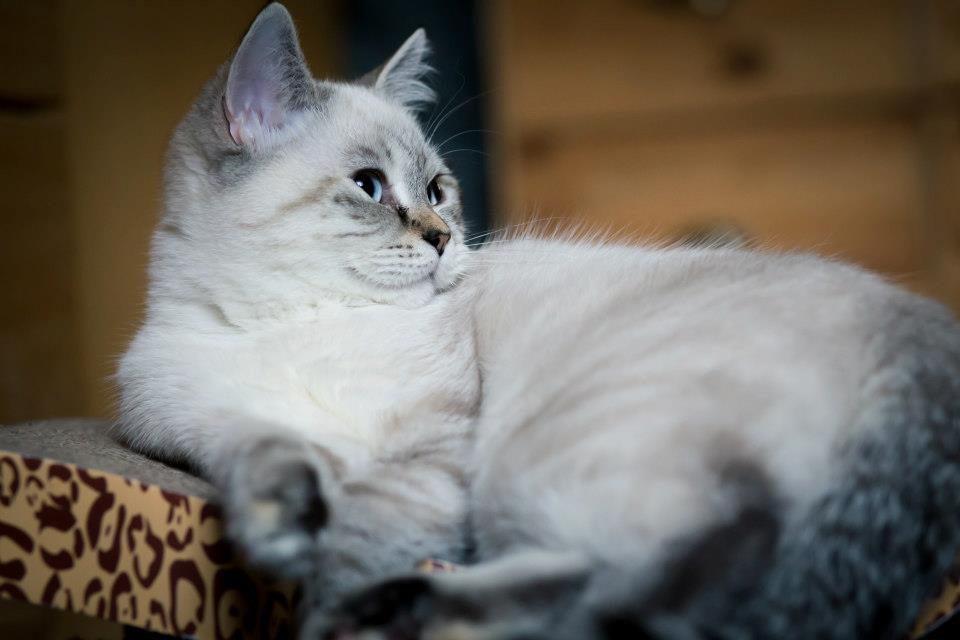 Simba Foto & Bild tiere Bilder auf