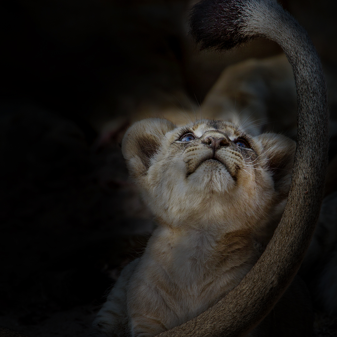 Simba Foto & Bild wildlife, wildnis, tierkinder Bilder auf