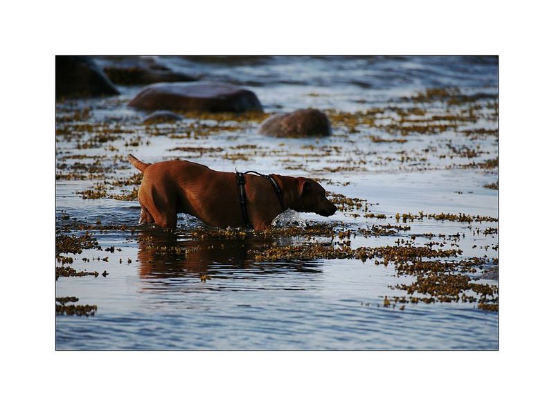 Simba am Meer