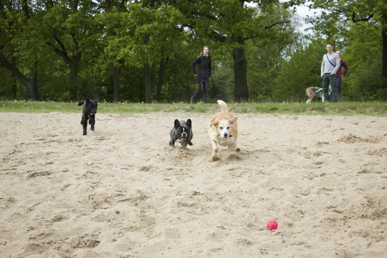 Simba, Anton & Rosa jagen den Ball 1