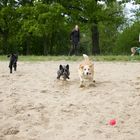 Simba, Anton & Rosa jagen den Ball 1