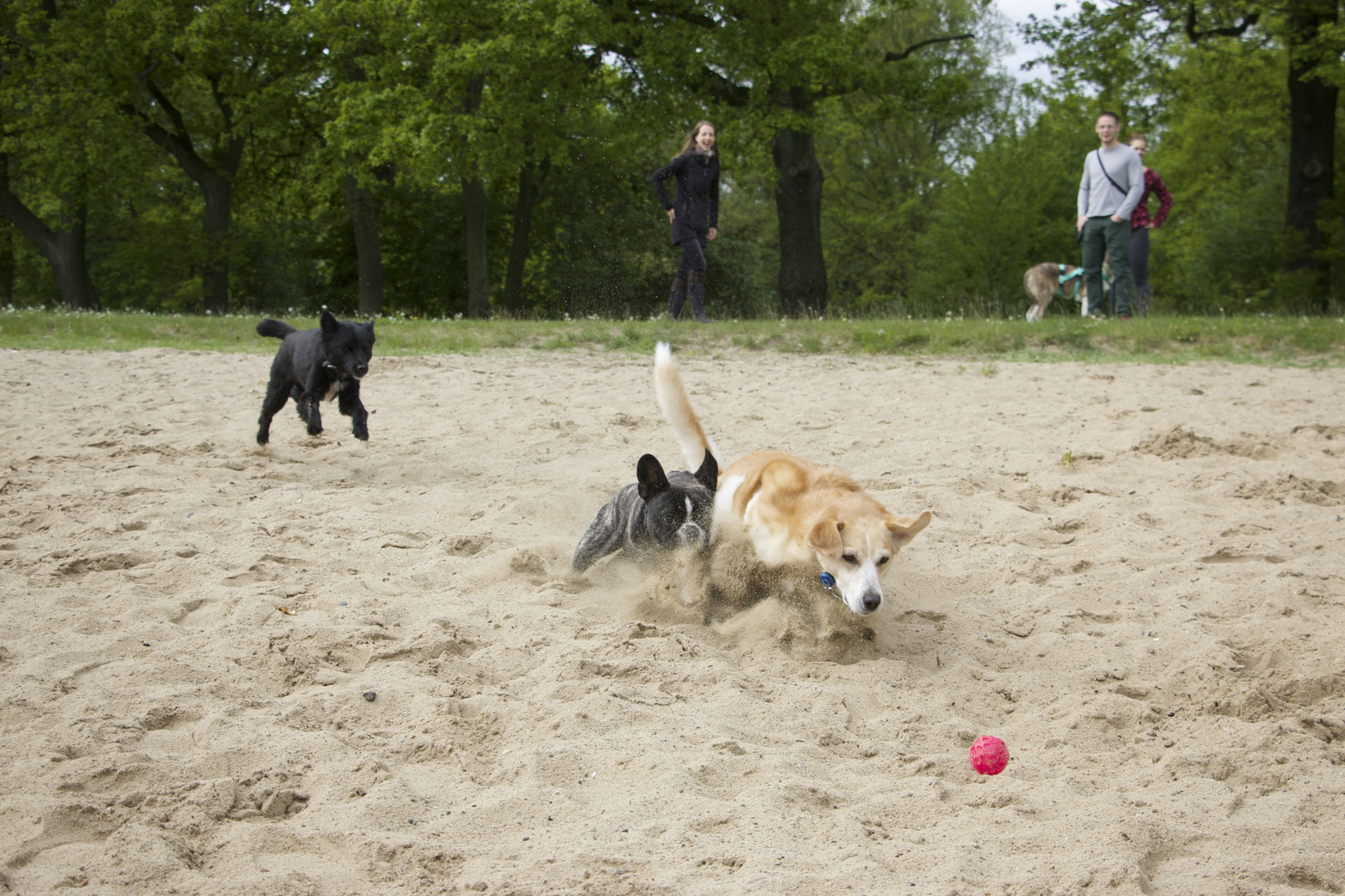 Simba, Anton & Rosa jagen den Ball 2