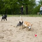 Simba, Anton & Rosa jagen den Ball 2