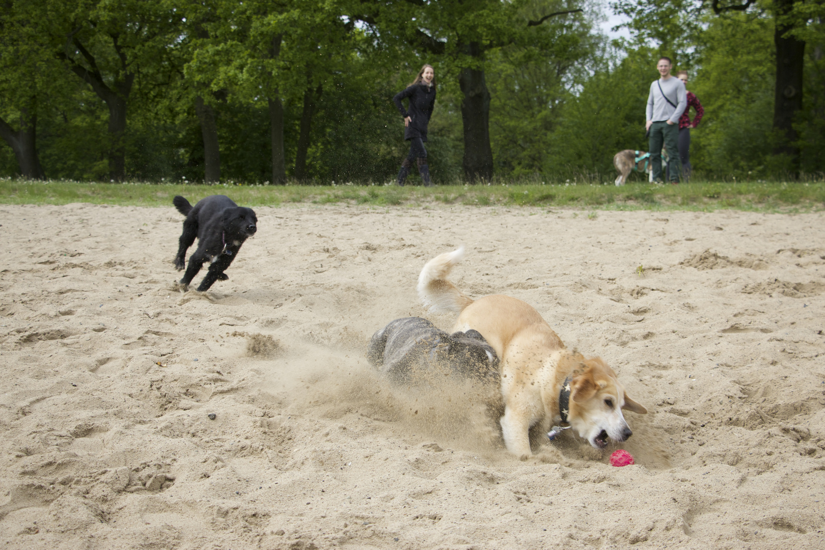 Simba, Anton & Rosa jagen den Ball 3